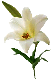 lileya